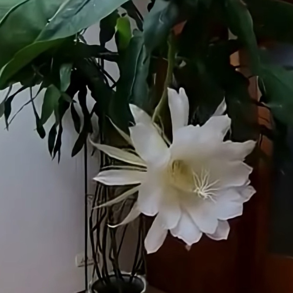 Large Flowers Night Blooming Orchid Cactus - 2 rooted leaves (Sweet Fragrance) - Picture 5 of 6